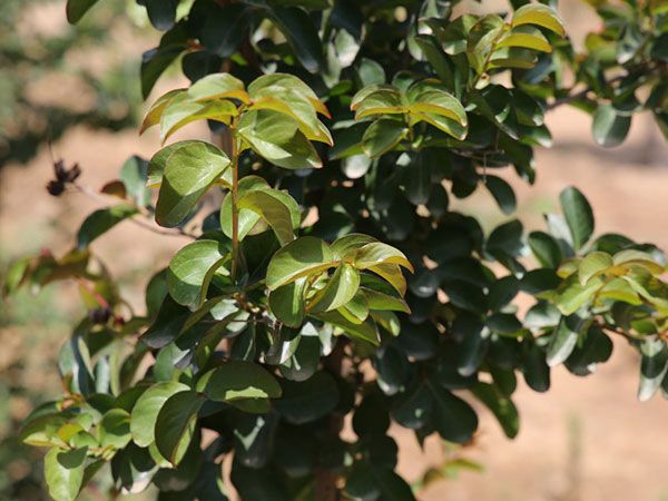 美國(guó)紅火箭紫薇