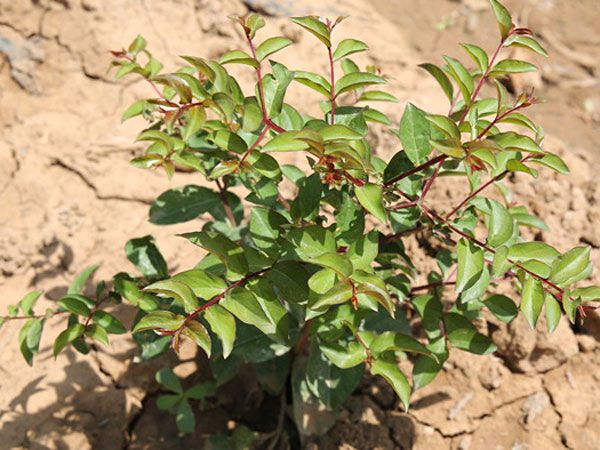 美國(guó)紅火箭紫薇