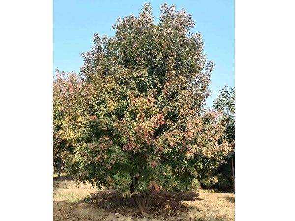 叢生紅點(diǎn)紅楓