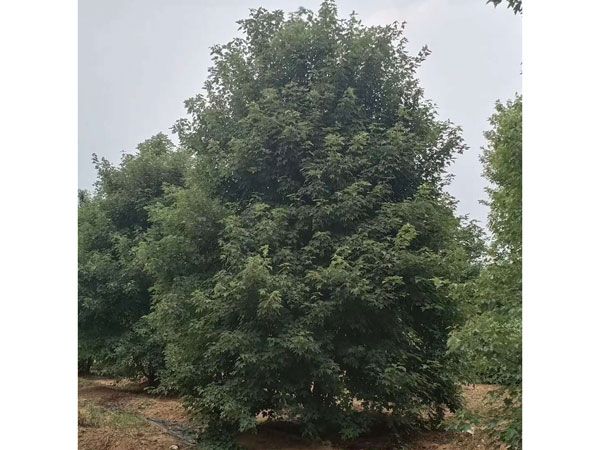 叢生紅點(diǎn)紅楓