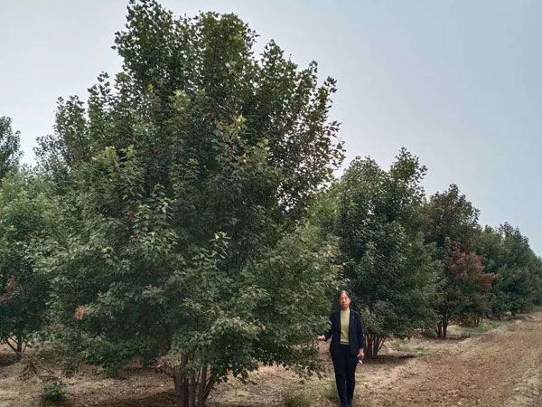 叢生紅點(diǎn)紅楓